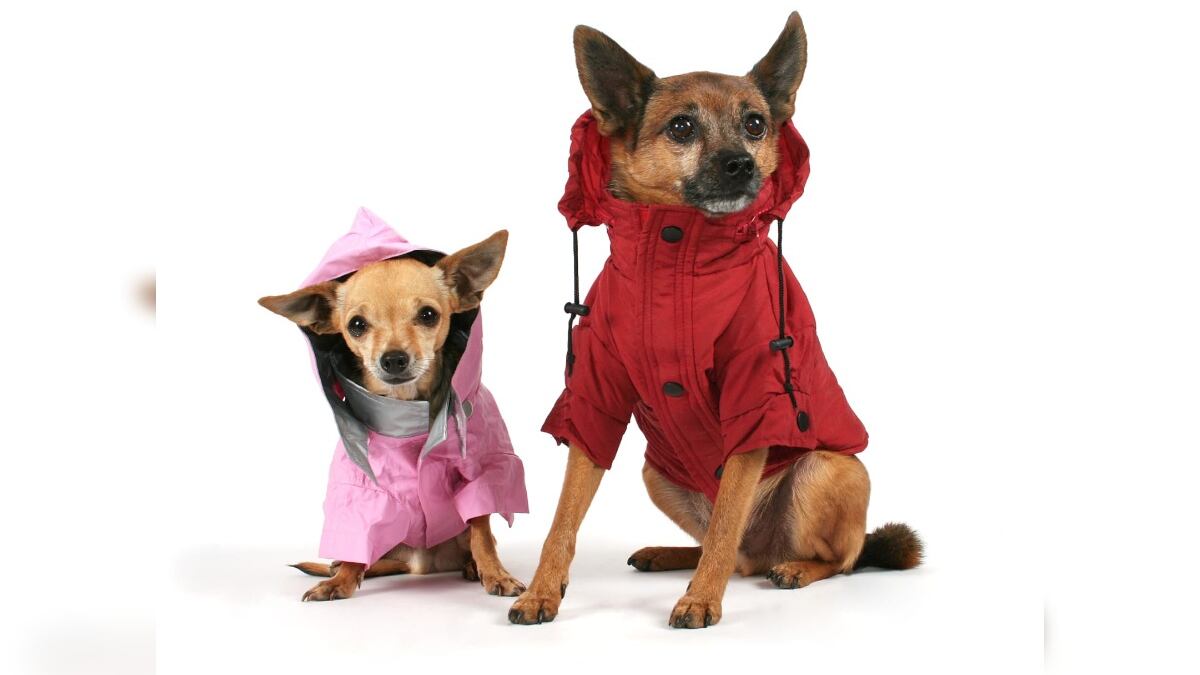 Las mascotas también requieren de cuidados en los días de intenso frío.