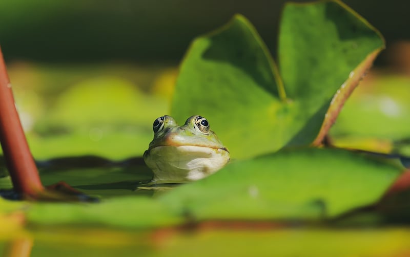 Anfibios
