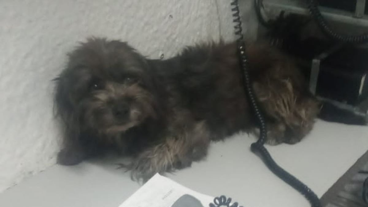 Detienen el servicio en la Línea 2 del Metro por perrito en el área de vías