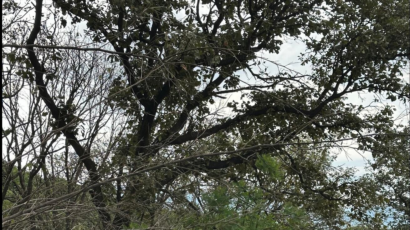 Fosa clandestina