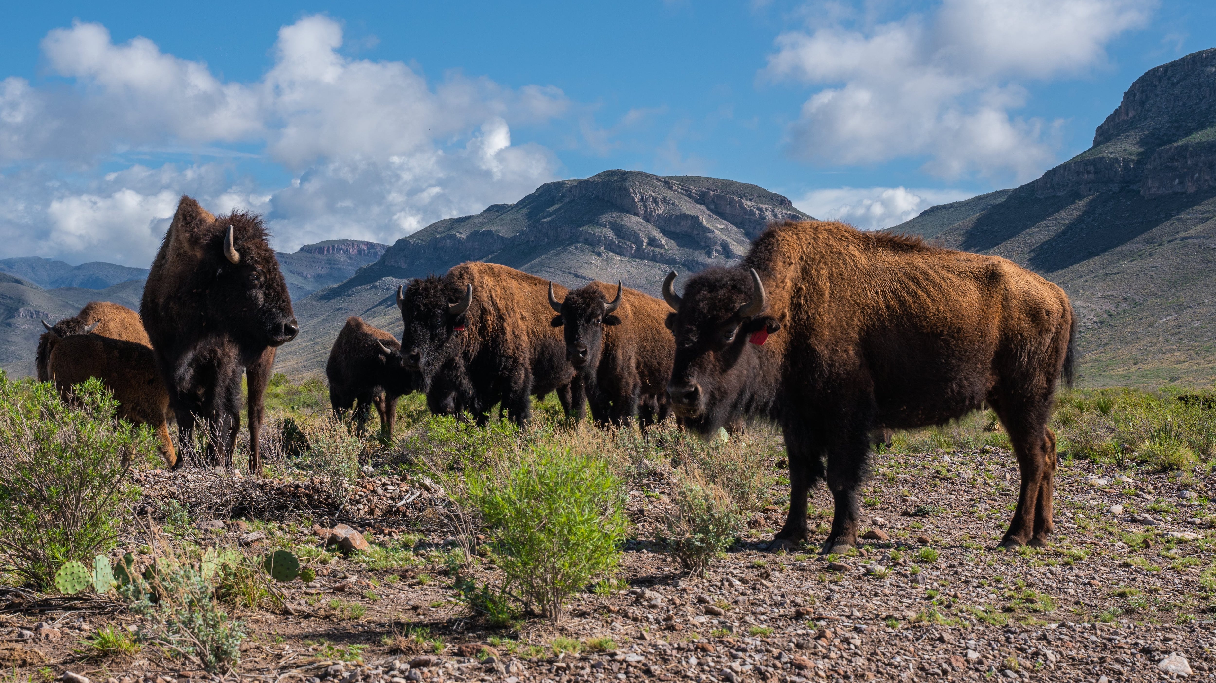 Esta especie se logró reproducir en una reserva ecológica (Especial).