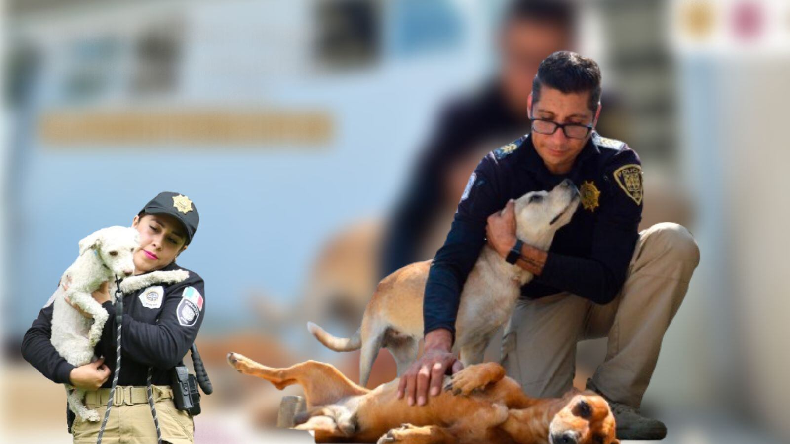 SSC fomenta adopción responsable de animales de compañía para evitar su compra