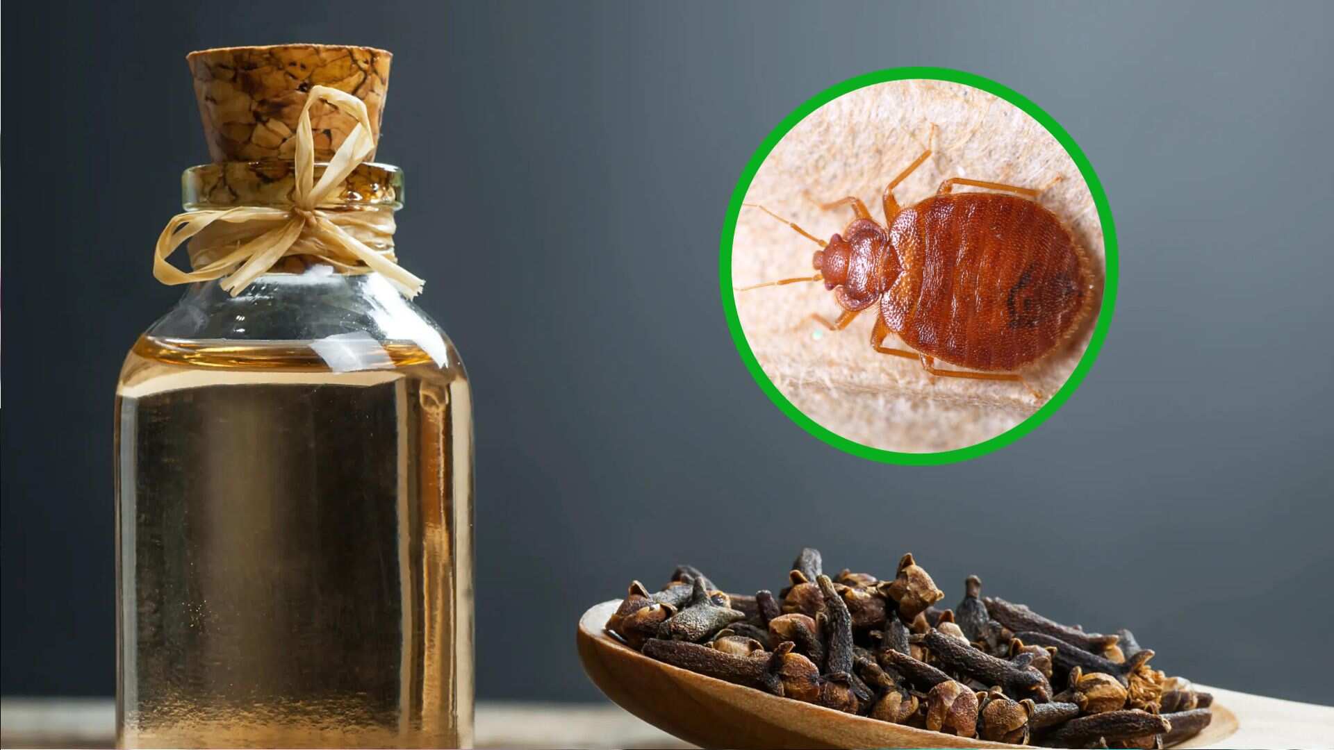 El aroma de estos elementos provoca diferentes reacciones, pero acaba con ellas.