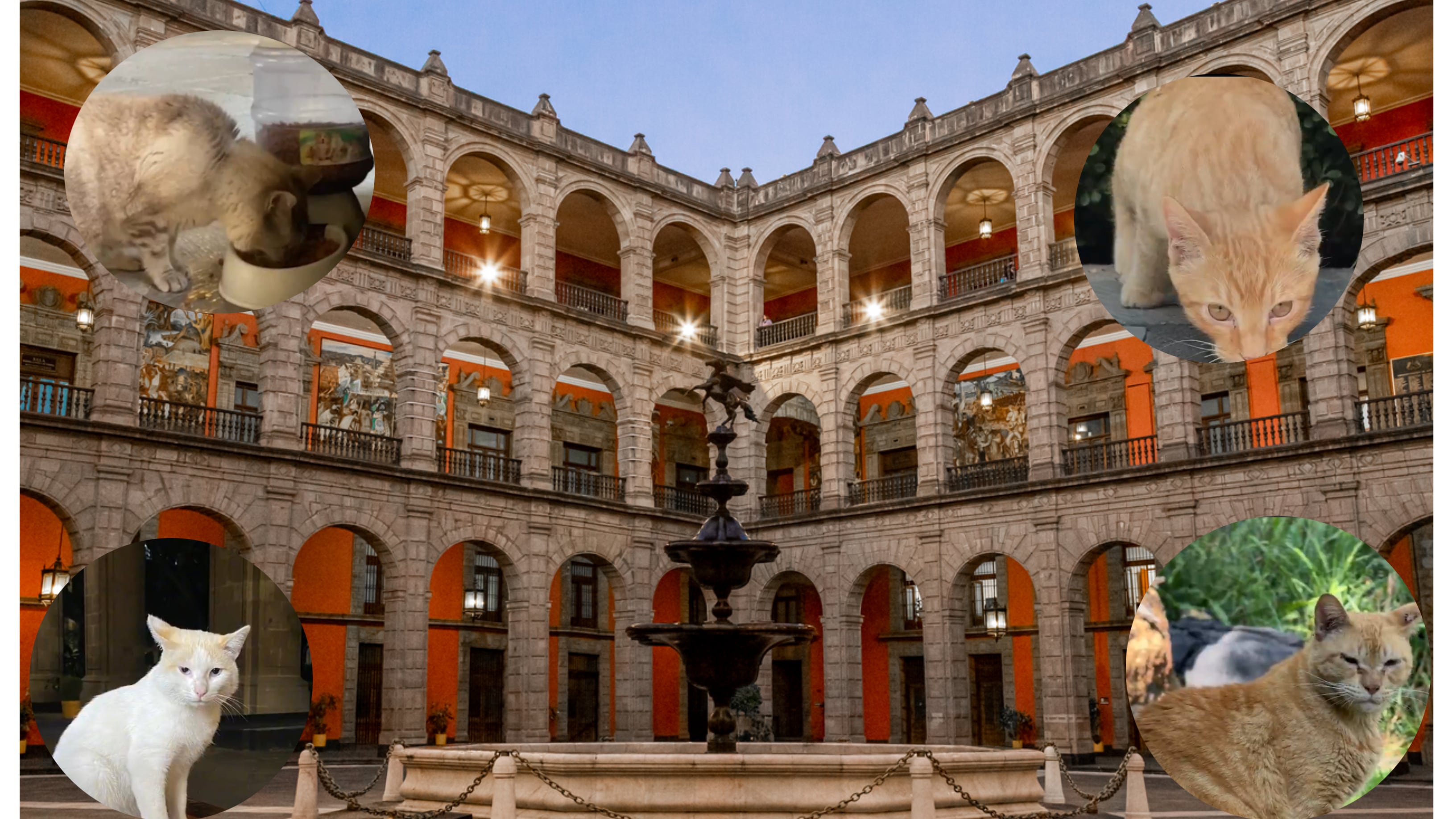 Gatitos en Palacio Nacional