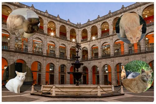 Los Gatos de Palacio Nacional: Descubre la historia de Mandarino, Zeús, Coco y Balam