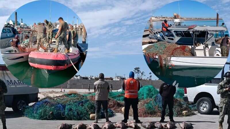 Totoaba: aseguran 6 kilómetros de redes ilegales de pesca en Alto Golfo de California