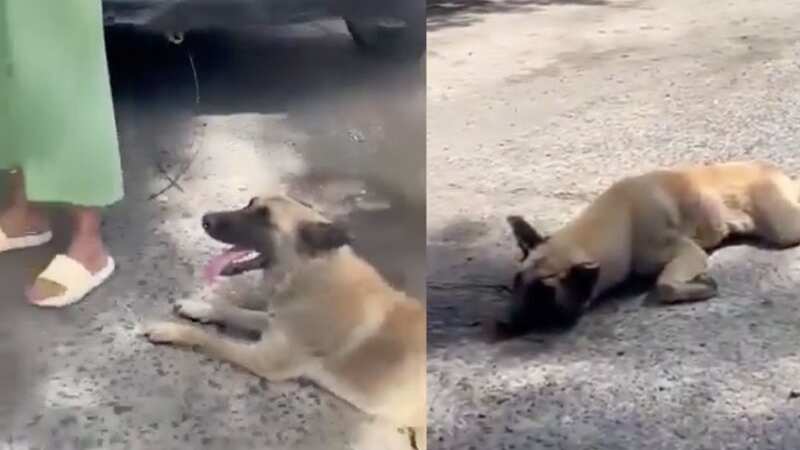 Detienen a mujer por arrastrar a perro amarrado a la defensa de su camioneta