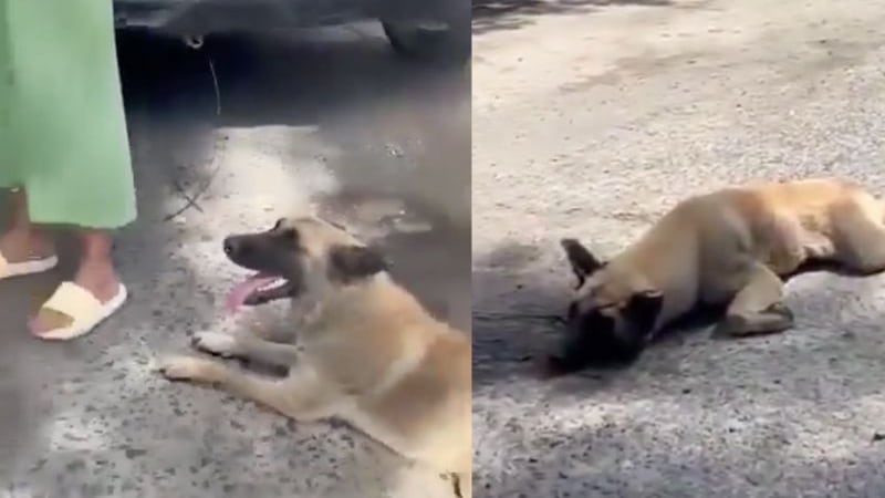 Detienen a mujer por arrastrar a perro amarrado a la defensa de su camioneta