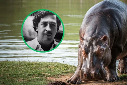 ¿Por qué en Colombia se aplicará la eutanasia a 80 hipopótamos y qué tienen que ver con Pablo Escobar?