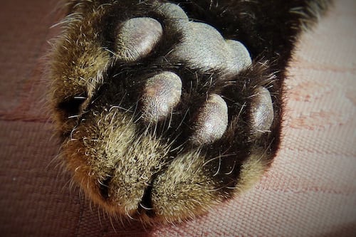 ¡Triste Día del Gato! Muere Crombs, el minino más gordo del mundo: pesaba 18 kilos