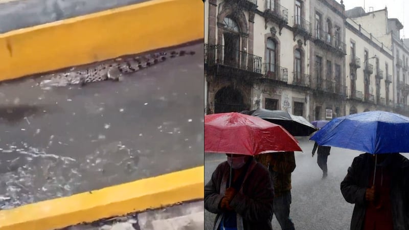 VIDEO: Cocodrilo aparece en la Central de Abastos tras intensas lluvias y desata pánico