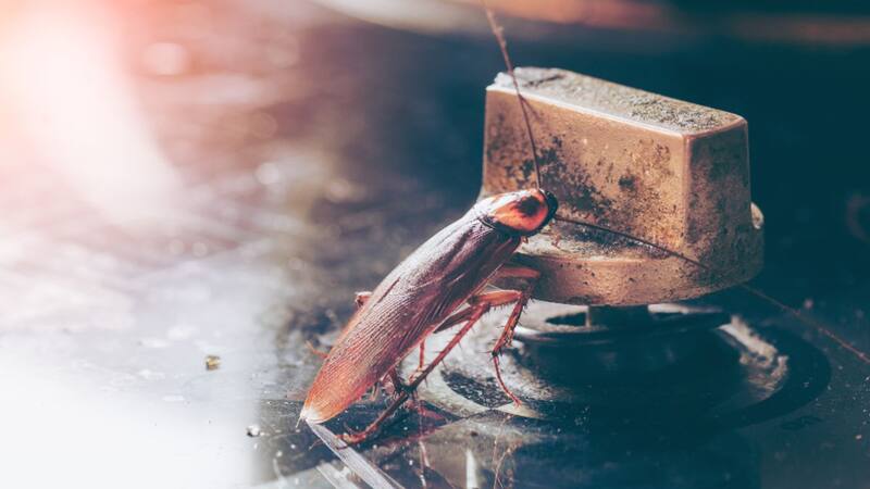 Súper cucaracha llega a cocinas de hoteles y restaurantes amenazando la salud de mexicanos