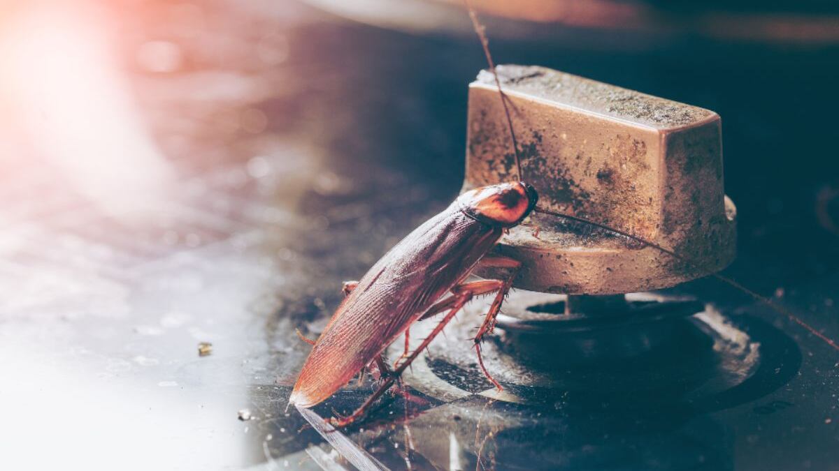 Súper cucaracha llega a cocinas de hoteles y restaurantes amenazando la salud de mexicanos