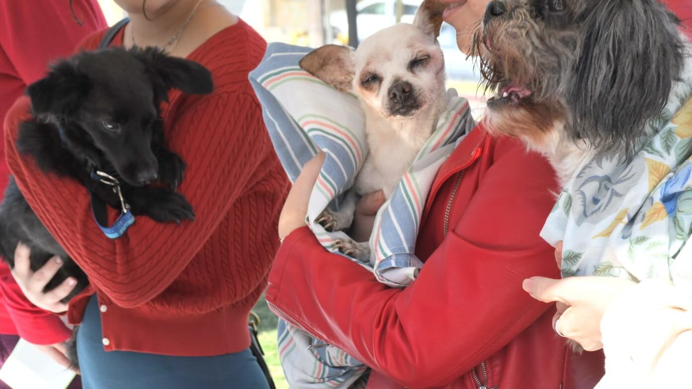 Se invita a la comunidad a reportar a perros y gatos en la calle