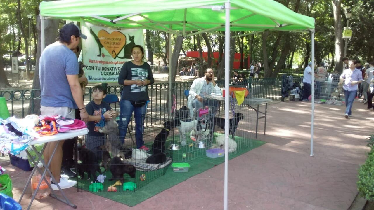 Adopción de Mascotas