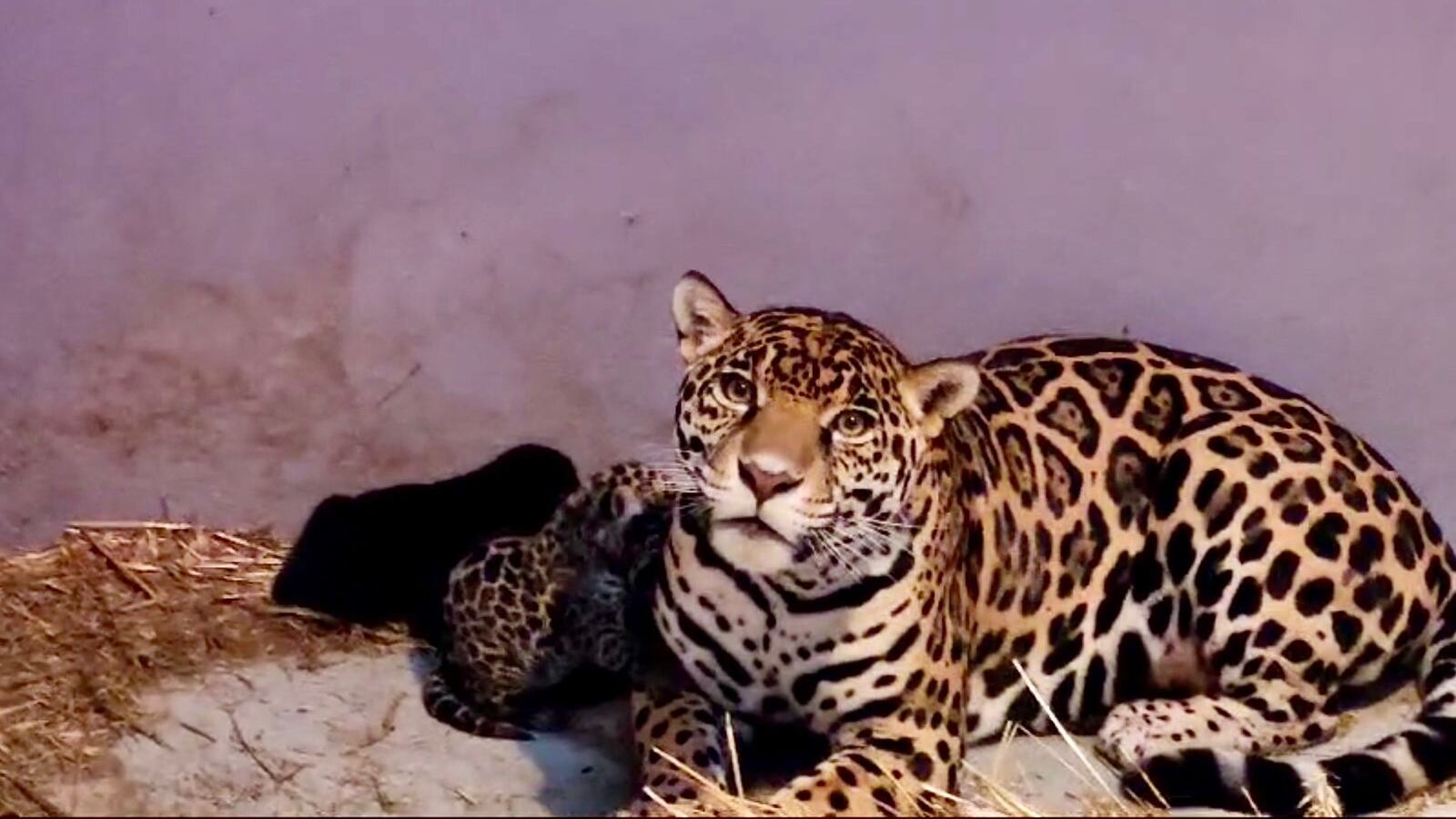 Jaguares en el Zoológico de Chaupultepec