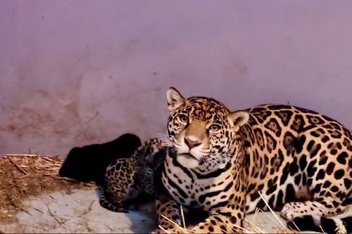 Tres cachorros de jaguar nacen en el Centro de Conservación de Fauna Silvestre de Chapultepec