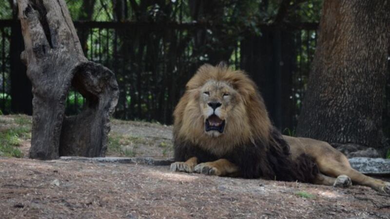Leones rescatados de la fundación Black Jaguar consiguen recuperarse en Chapultepec