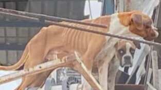 Los dos canes ya están en resguardo, fueron alimentados y se evaluó su estado de salud.