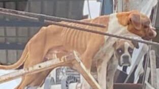 Los dos canes ya están en resguardo, fueron alimentados y se evaluó su estado de salud.