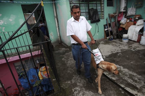 Animales de asistencia podrán entrar a plazas y comercios de CDMX, esta es la propuesta