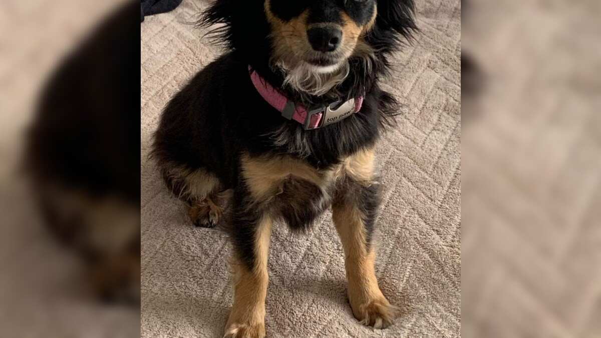 Guadalupe Hernández fundó en 2015 Ayuda a un callejerito y desde entonces ha dado en adopción a 500 perritos y 220 gatitos