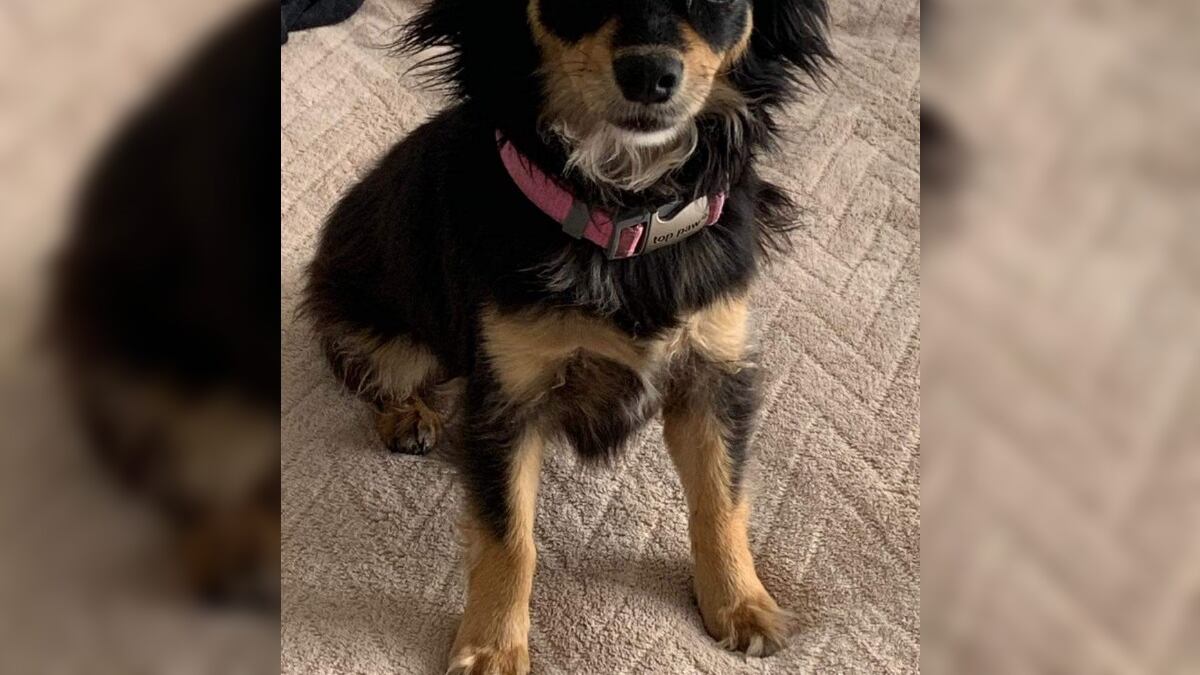 Guadalupe Hernández fundó en 2015 Ayuda a un callejerito y desde entonces ha dado en adopción a 500 perritos y 220 gatitos