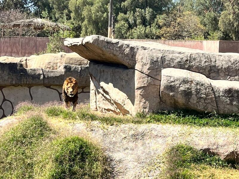 Zoológico de San Juan de Aragón anuncia recuperación exitosa de los felinos rescatados en santuario del Ajusco, al sur de la Ciudad de México