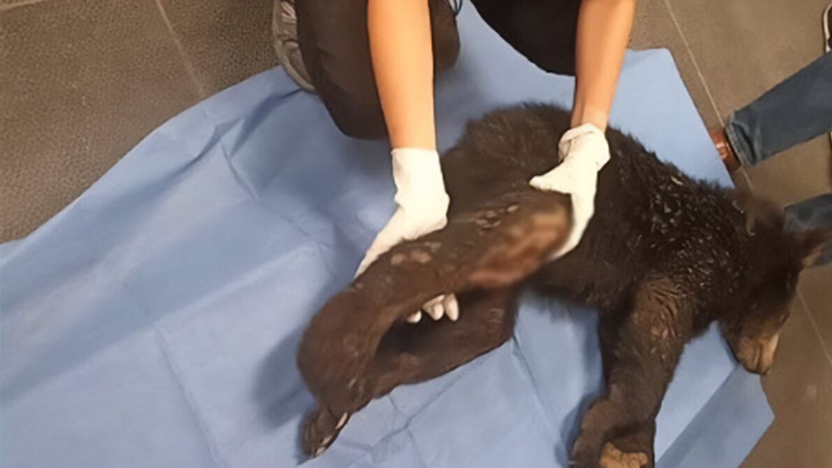 El animal sigue sometido a estudios para determinar la viabilidad de una intervención quirúrgica.