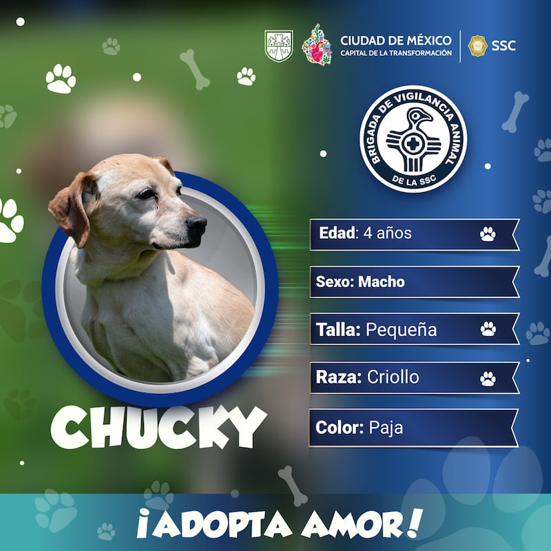 ¿Cómo puedo adoptar un perrito rescatado por la Brigada de Vigilancia Animal?