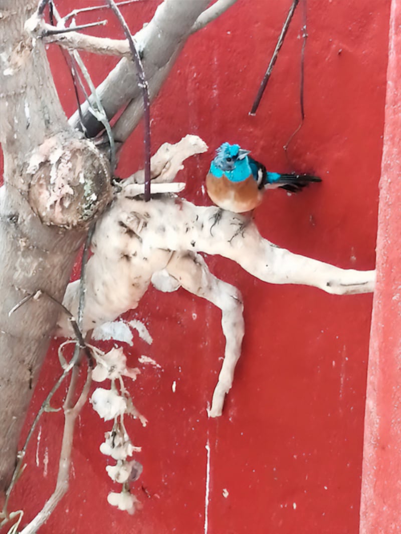 Aves Condesa.
