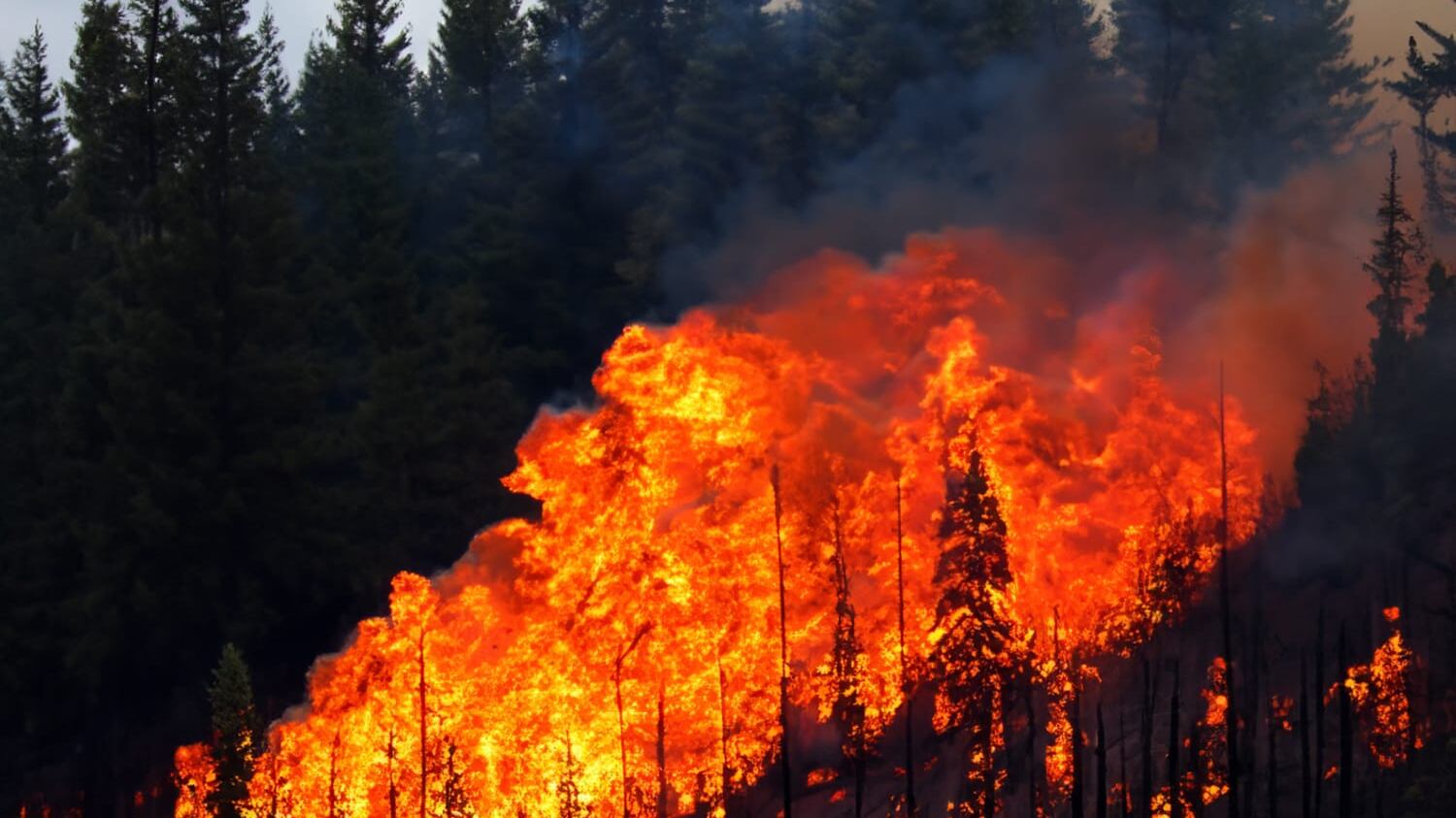 Los incendios forestales arrasaron con poco más de 3 mil hectáreas este año.