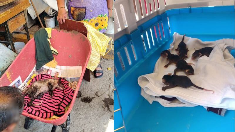 Rescatan a tlacuache y sus 4 crías en la Álvaro Obregón