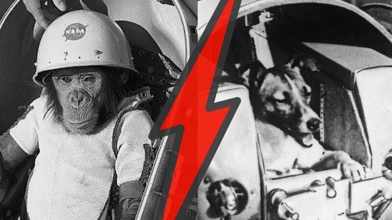 Animales astronautas | Composición