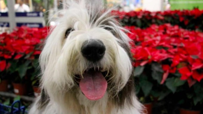 Conoce por qué la flor de Nochebuena es peligrosa para tu mascota