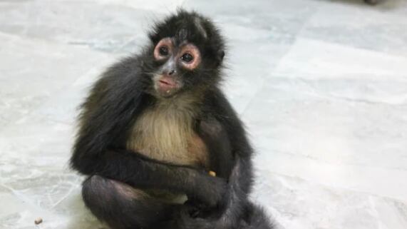 La especie se encontraba bien de salud. (Especial)