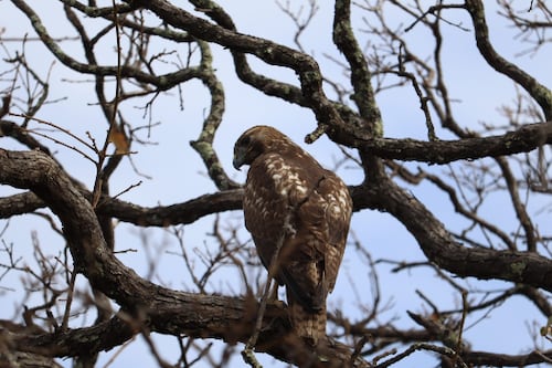 Liberan cernícalos, aguililla y tlacuaches en Guanajuato tras rescate