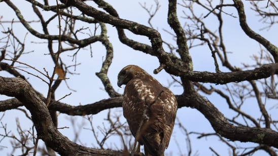 Cernícalos, aguililla y tlacuaches fueron liberados en Guanajuato tras ser rescatados de entornos urbanos y de riesgo