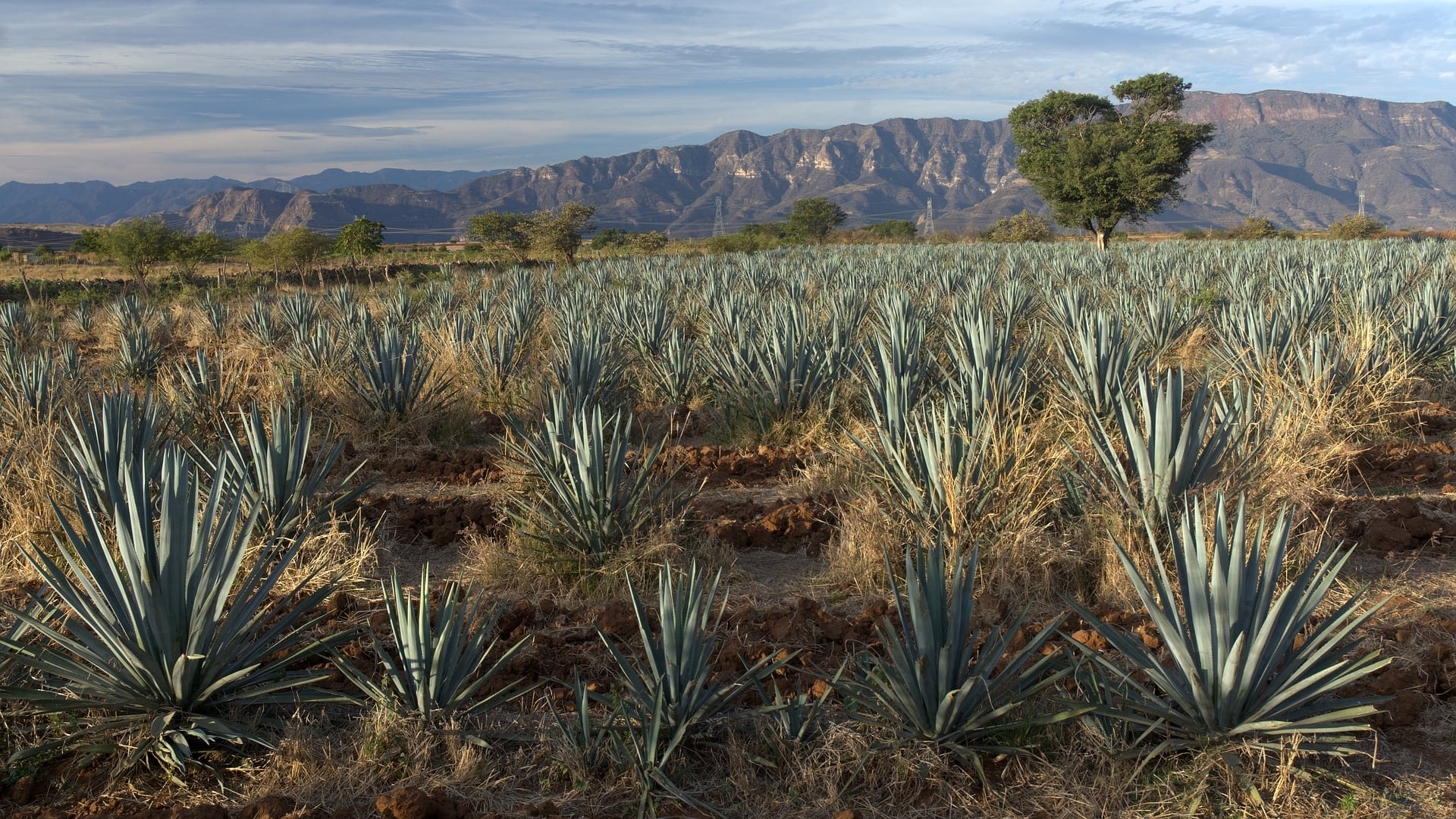 Plantas de agave para producir tequila