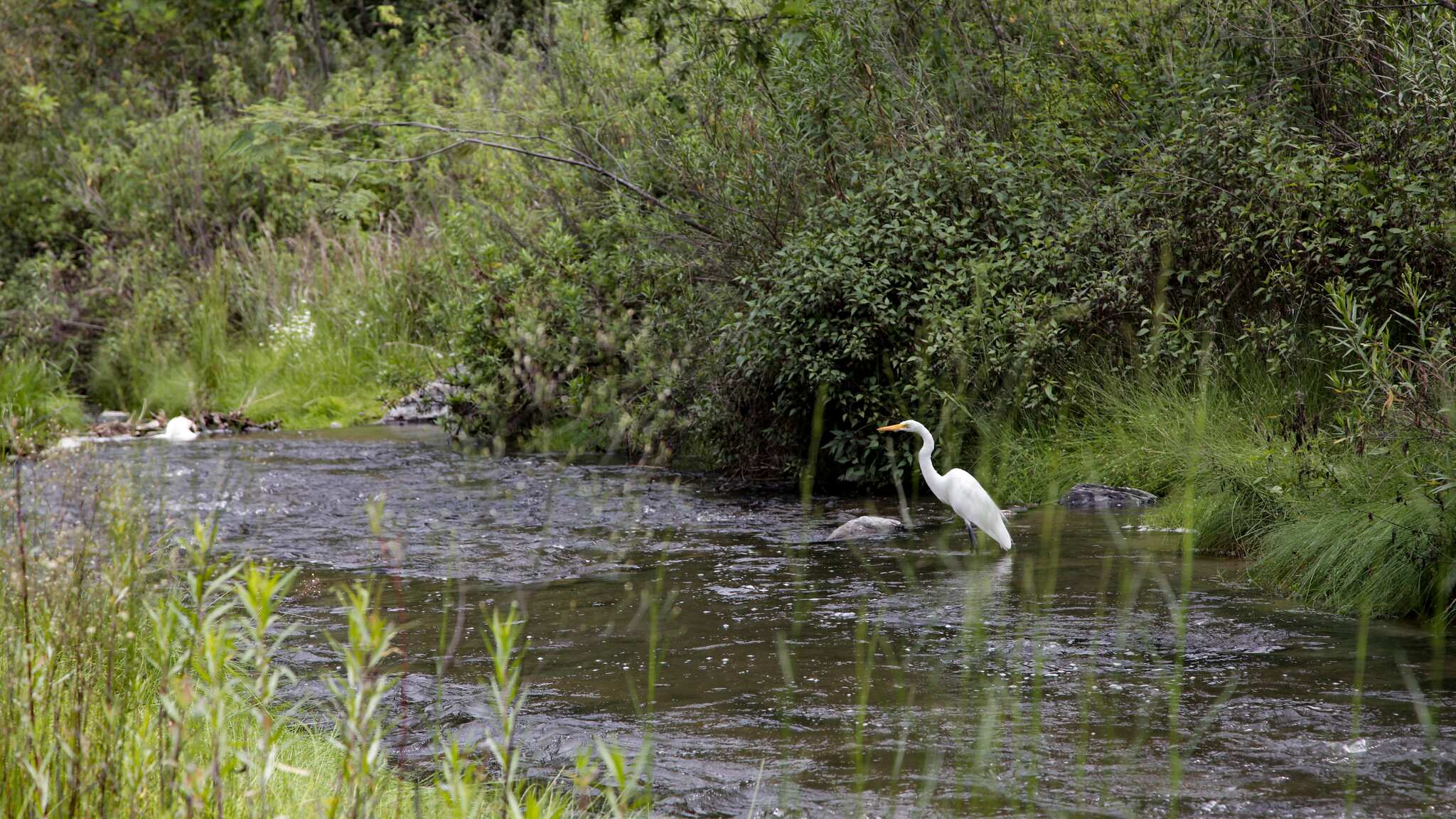 Autoridades aún no han determinado el origen del derrame de combustible hacia el cuerpo de agua.