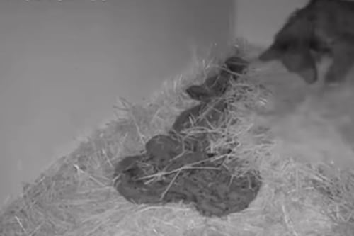 Abrazos para Mina, venderán peluches para apoyar recuperación de la osita rescatada