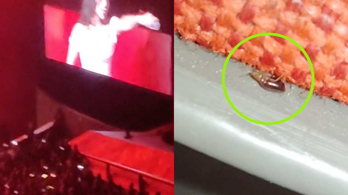 auditorio-nacional-chinches-conciertos-tiktok