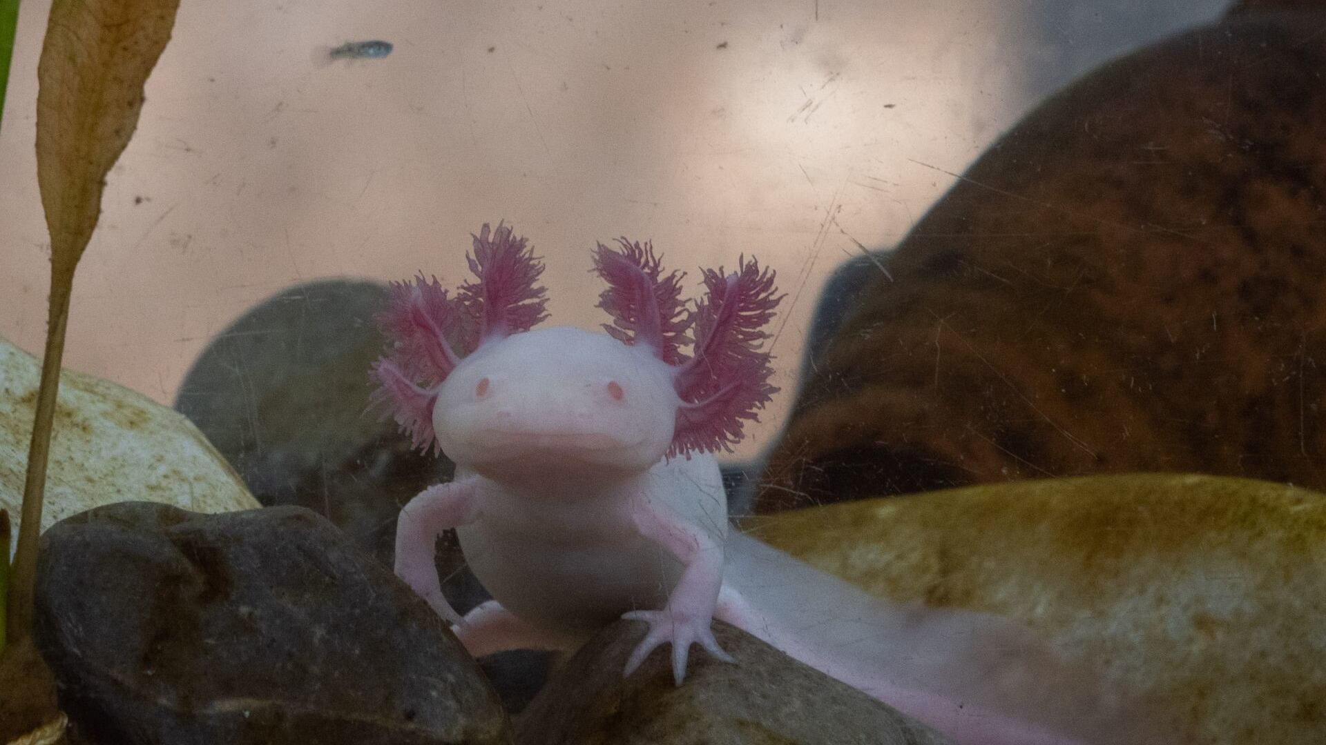 Inicio de la campaña Adoptaxolotl 2024 de la UNAM