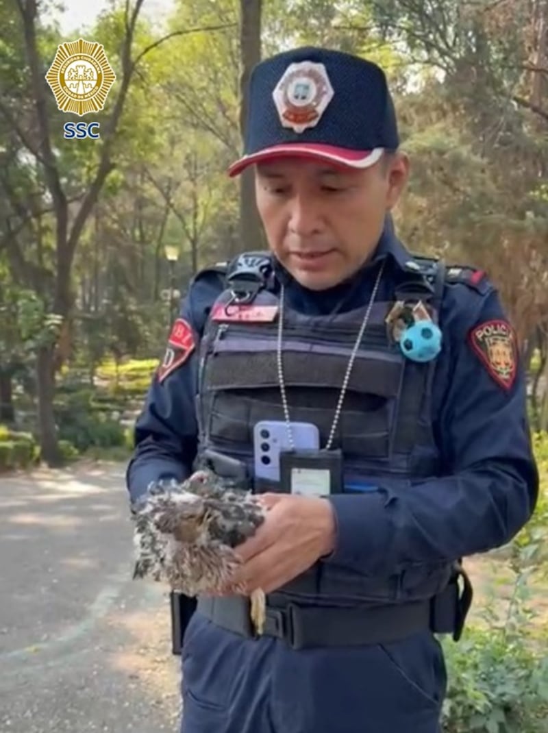 aguila rescatada CDMX