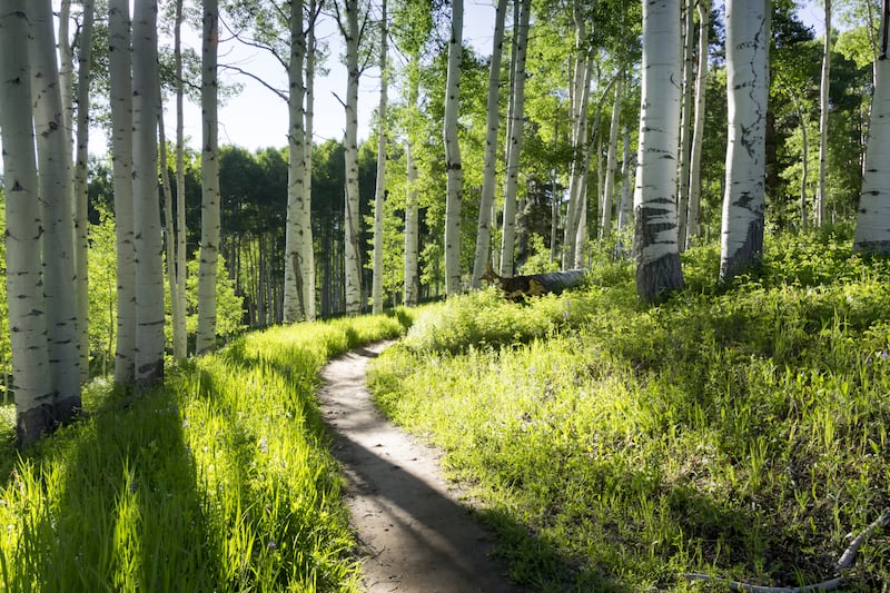 Actividades vacanionales en Vail Colorado