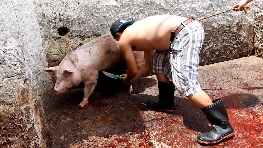 Maltrato animal en México