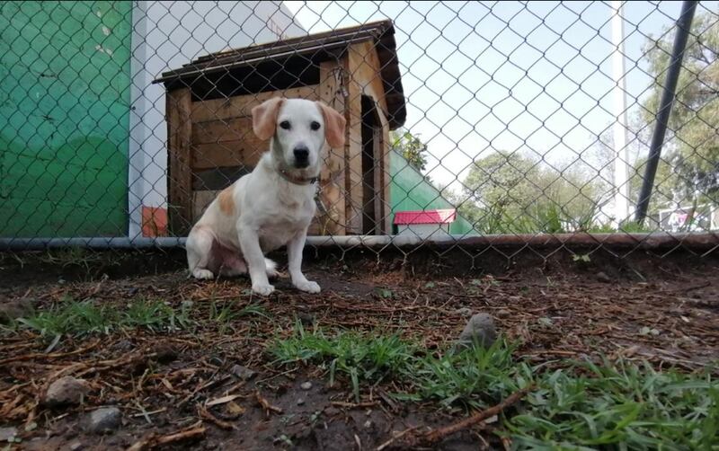 perro en adopción CDMX