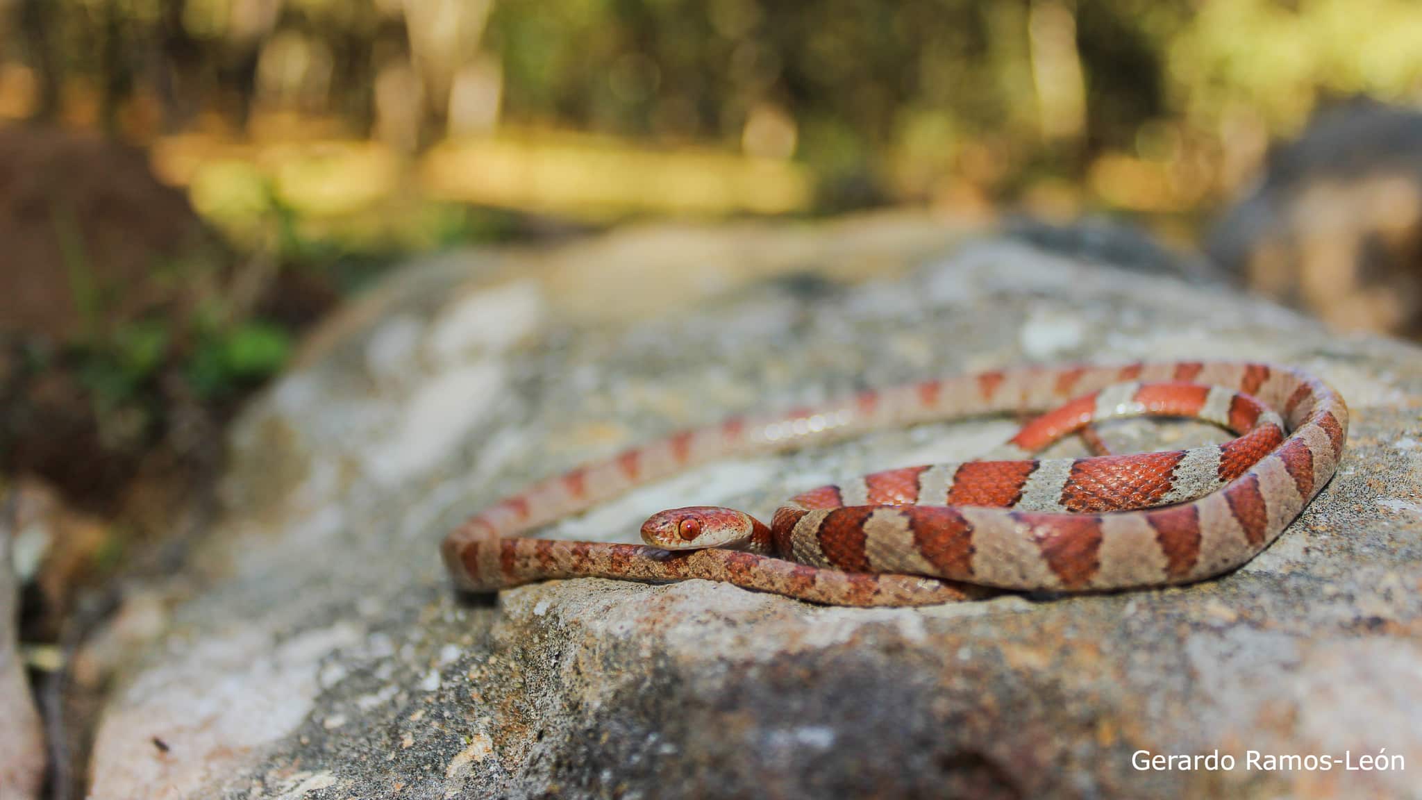 Dos nuevas especies de serpiente son localizadas en la Sierra de Pénjamo, Guanajuato.