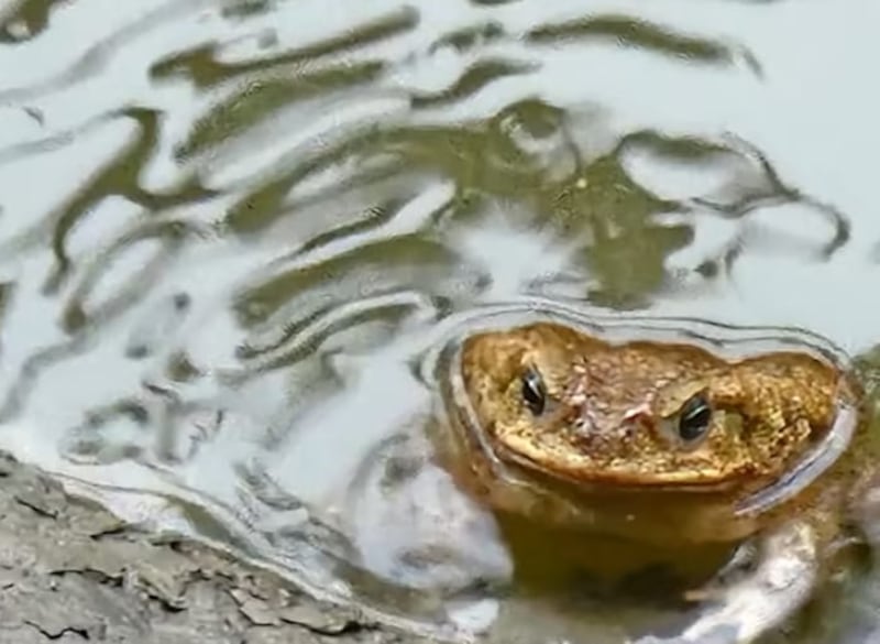 Presuntamente la fauna ya regresó al arroyo.