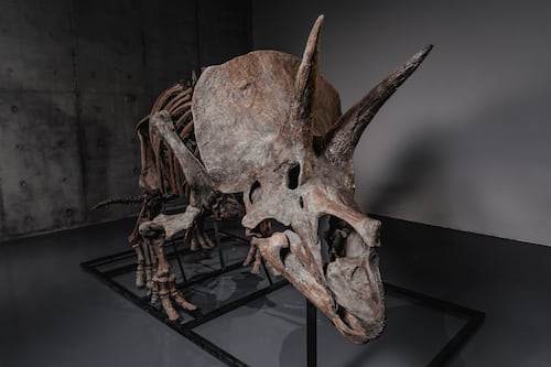 ¿Quién da más?, el majestuoso fósil de triceratops “Trey” será subastado